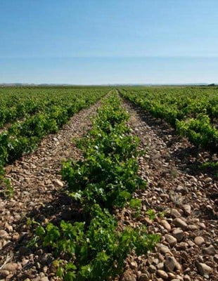 Bodegas y Viñedos Maurodos