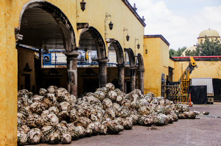 Fabrication tequila mexique