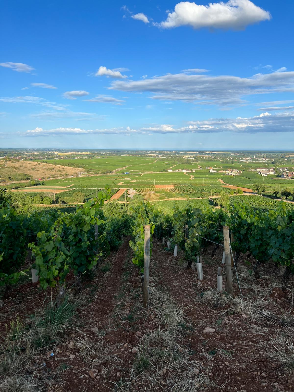 Appellation Chassagne Montrachet