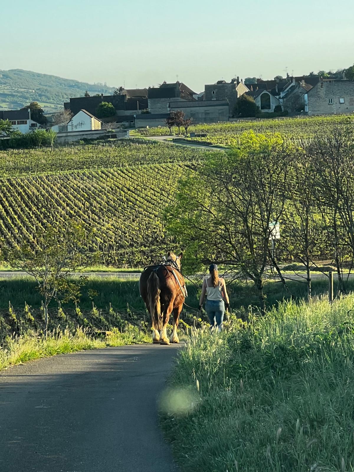 https://www.vin-malin.fr/281-chassagne-montrachet