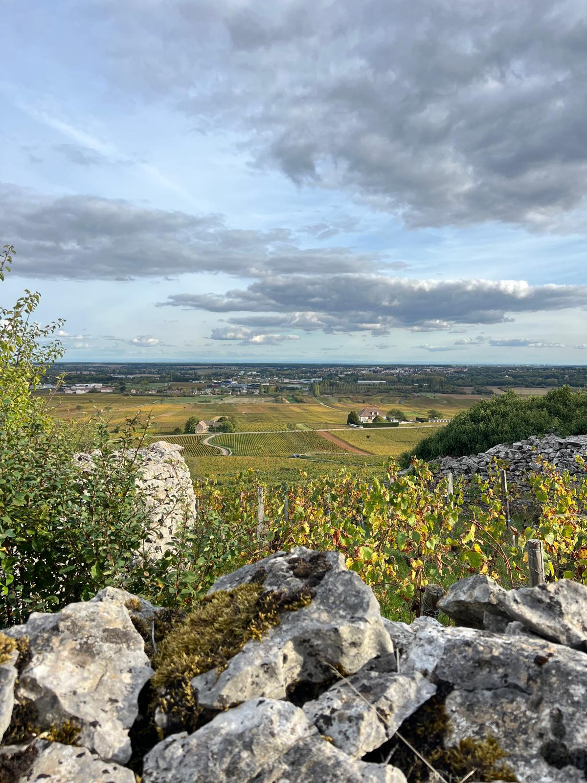 Appellation Chassagne Montrachet