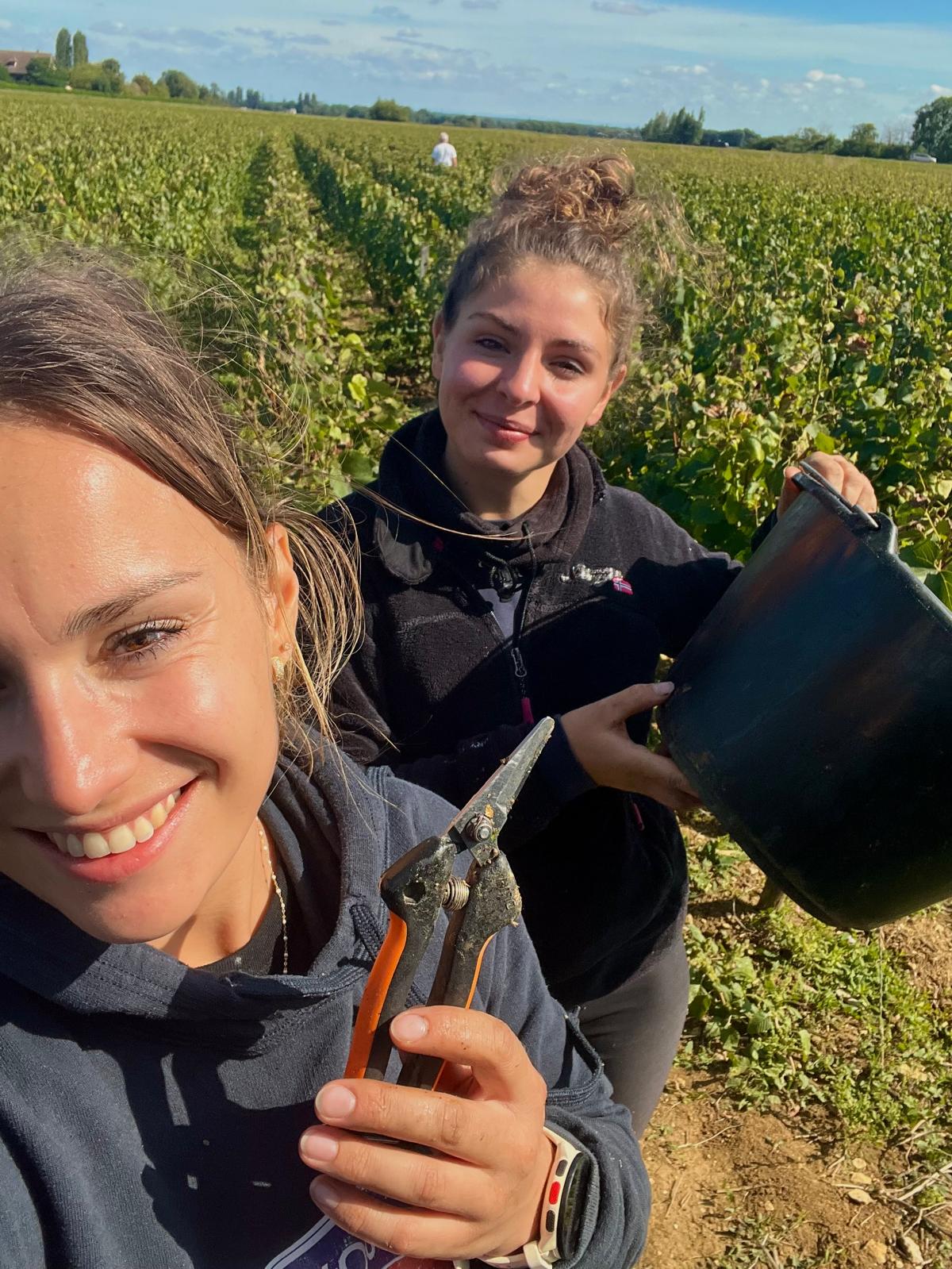 Vin Malin en vendanges