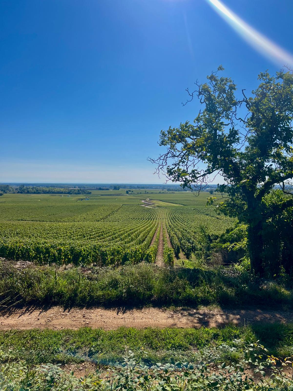 Vignes à Meursault