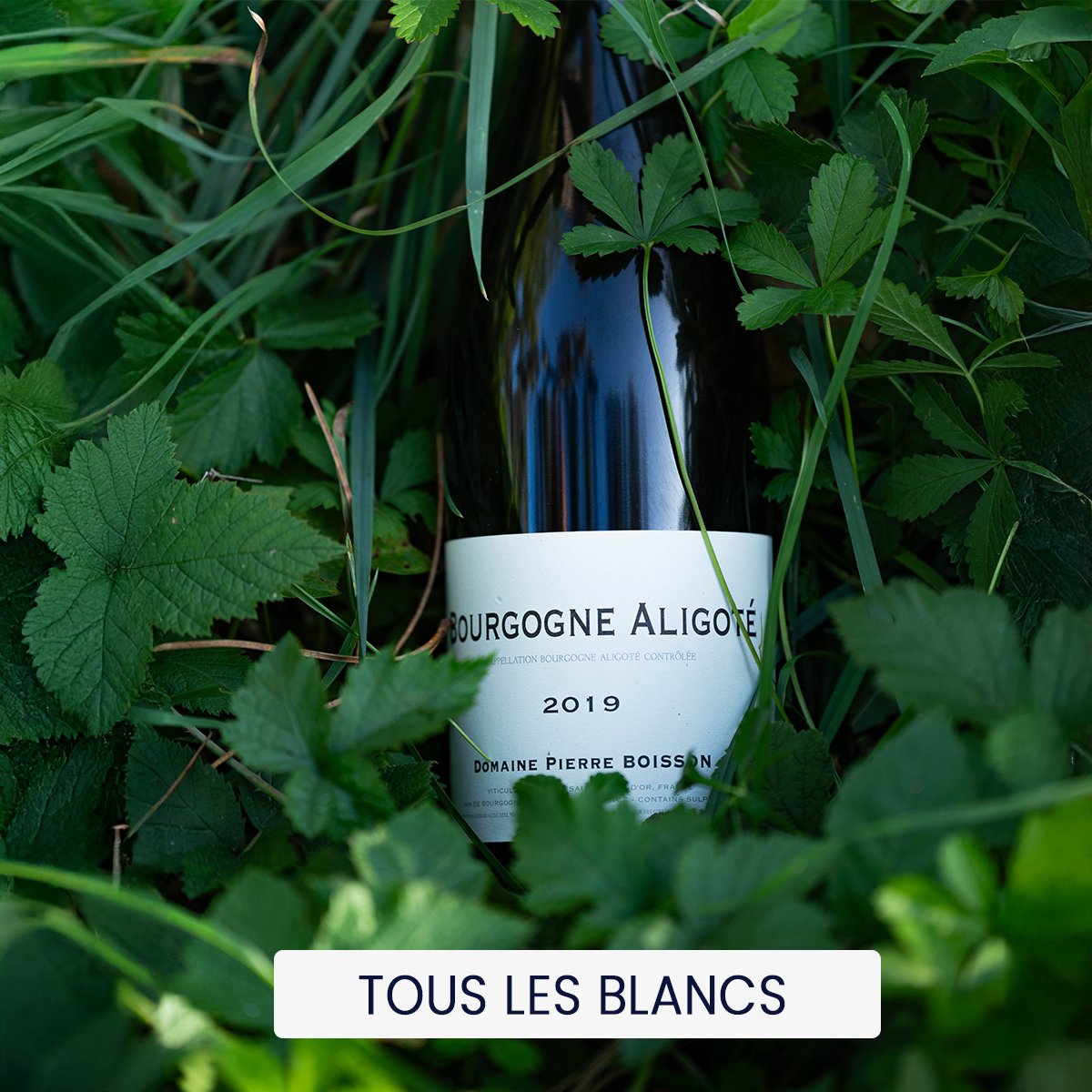 Tous les vins blancs