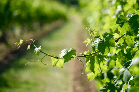 ACTU | L'arrachage des vignes : les vignobles impactés