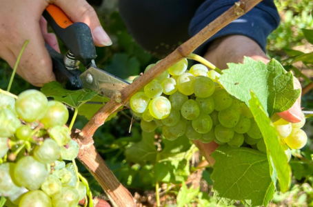 Les étapes clés après la coupe du raisin